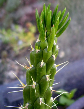 Austrocylindropuntia subulata (Muehlenpf.) Backeberg, Cactaceae 2: 12, 1939